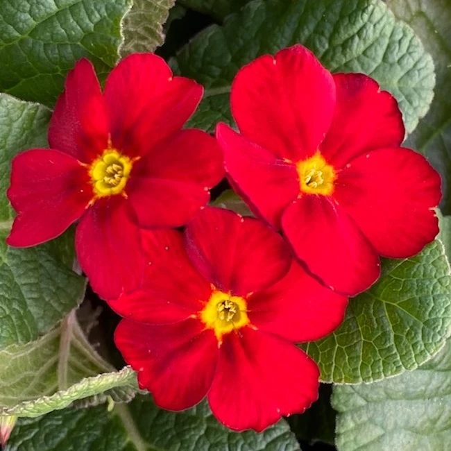 Polyanthus Stella Strawberry Fields-велурена иглика (1403)